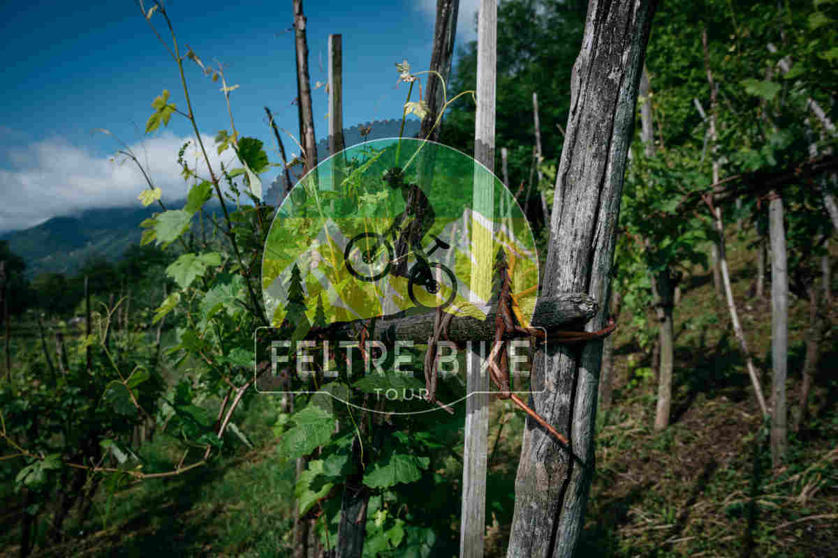3 day bike tour the Prosecco of the Dolomites - FBT059