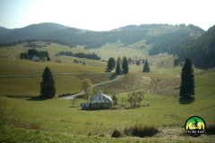 celado