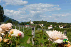 Vigneto_PianDellaCesa