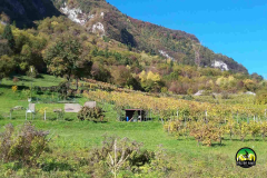 Vigneto_TerreDeiGaia