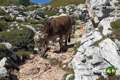 FORCELLA-AMBRIZZOLA