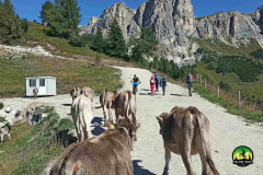 MULATTIERA-STAULANZA_2